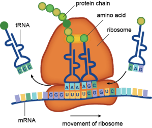 Word of Protein Life Sent From Ribosomal House