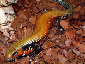 FIRE SKINK, PDI