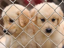 Distraught Prisoners, PDI 