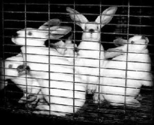 The Materialism Orthodoxy Prison, PDI