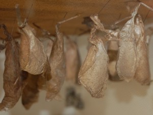 Atlas Moth Cocoon, PDI