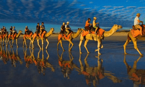 Travelling By Camel in Australia, PDI