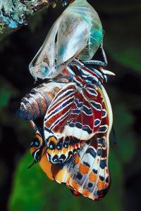 Glorious Emergence As a New Creature, PDI