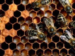 Honey Bees And Hexagons, PDI