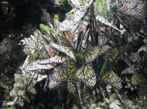 Monarch Migration, PDI