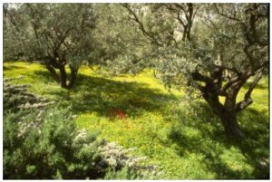 Olive Grove on Mount of Olives, PDI
